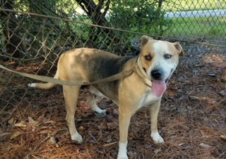 Lady is a love bug who loves to get belly rubs and give kisses.