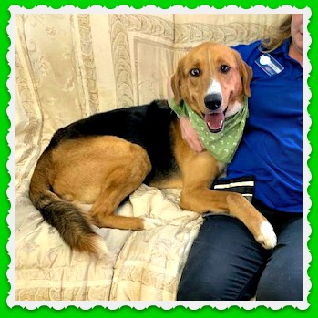 HONDU is a sweet guy looking for his forever family!