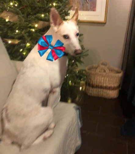 Little Foot is a gorgeous white shepherd.