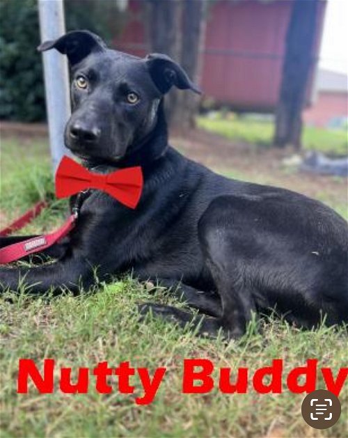 Beautiful black lab mix. 40 lbs