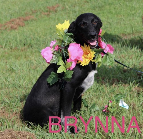 black lab mix, 34 lbs and 8 months old.