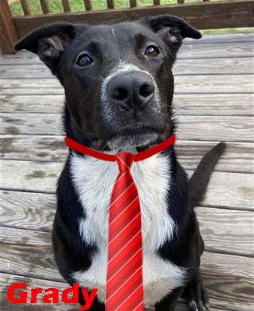 Black and white border collie mix 9 months old