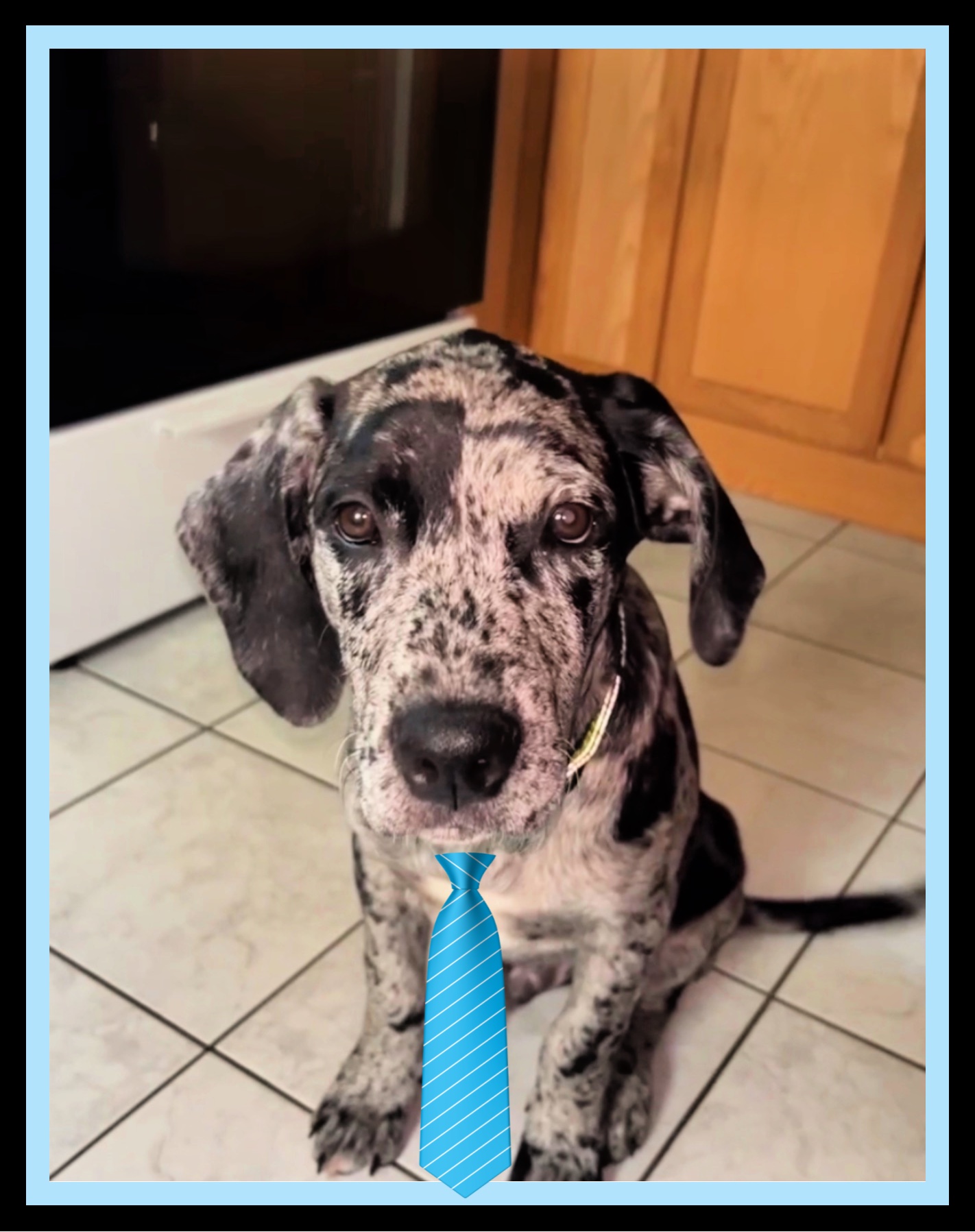 Spottted pup with a blue tie