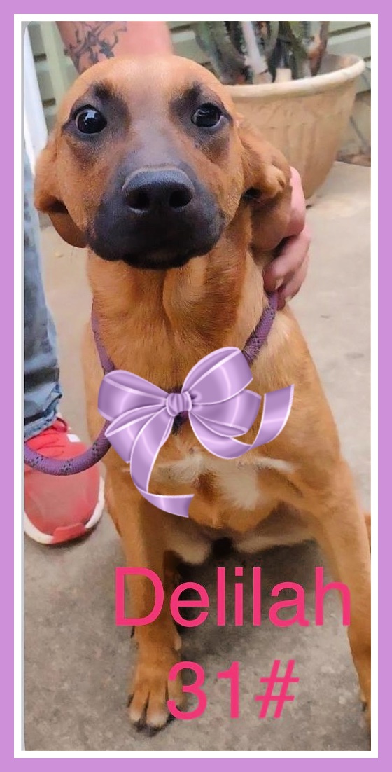 6 month old yellow lab mix