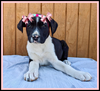 Lab border collie mix .Beautiful lovable pups