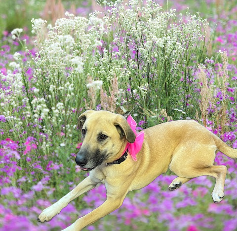 Yellow lab mix. 1 year old