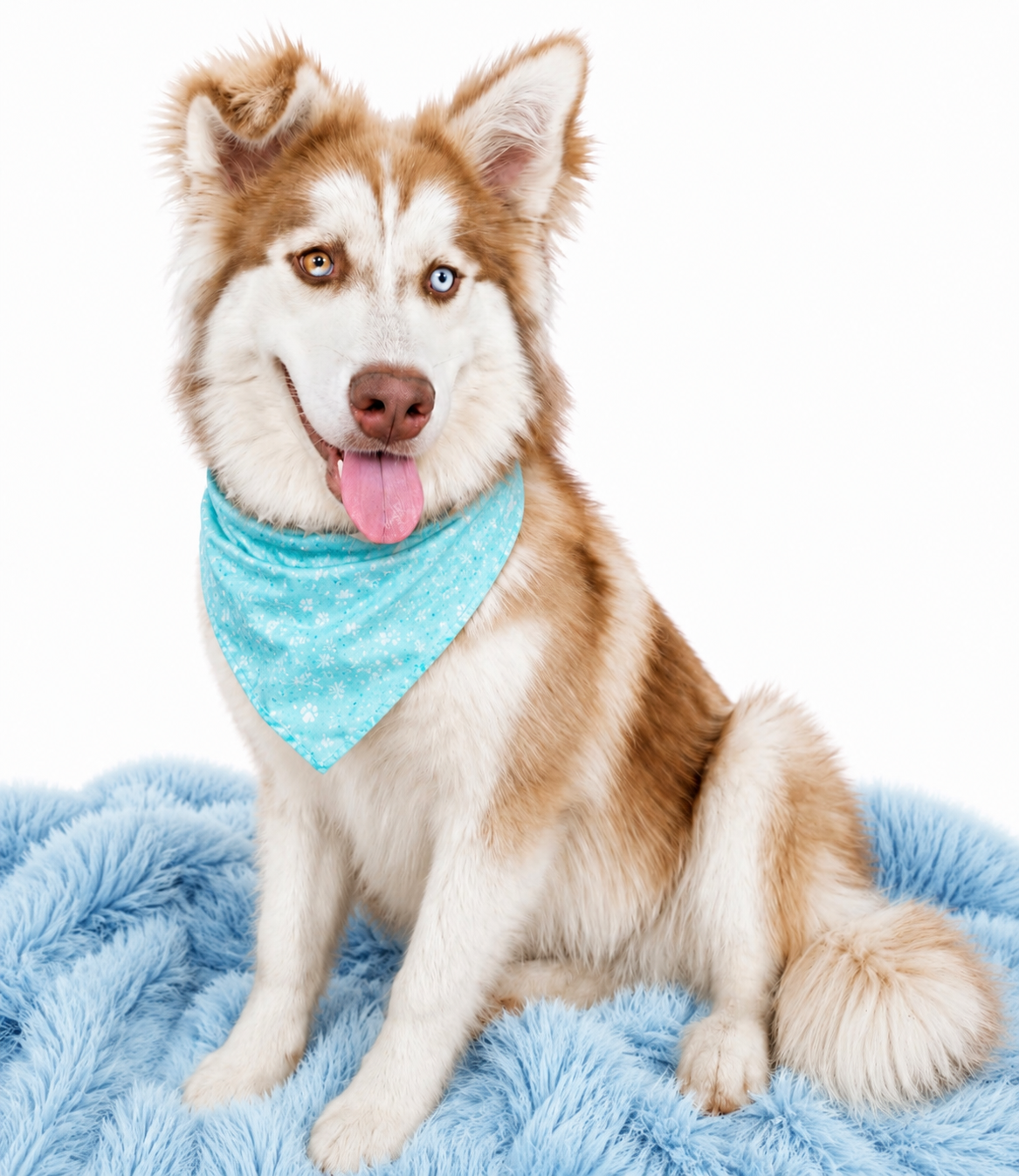 Beautiful husky with stunning blue eyes ready to meet his new family