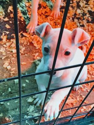 puppy picture 1