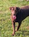 Chocolate labs picture 2