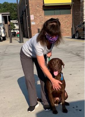 Chocolate labs picture 1