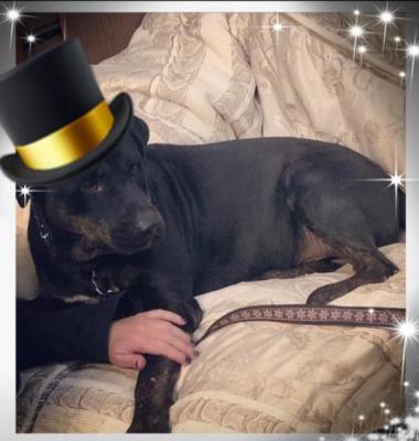 BoJack picture 1
