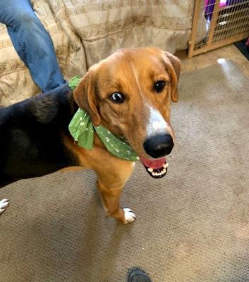 hondo collie smooth mix male dog young am who
