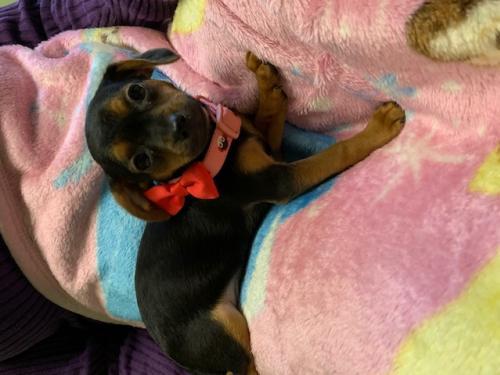 CHIWEENIE PUPPIES picture 4