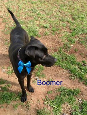 Boomer picture 4