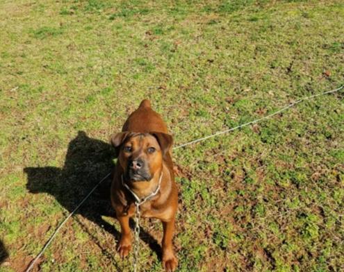 Roxie picture 1