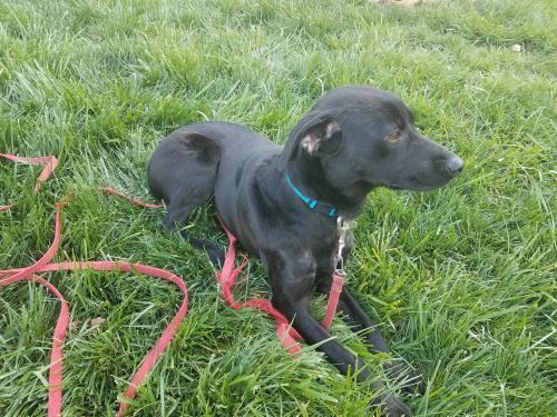 TRIXIE picture 2