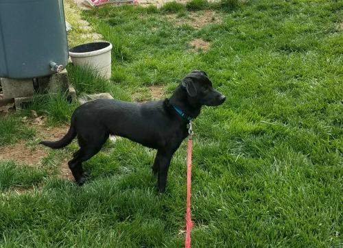 TRIXIE picture 4