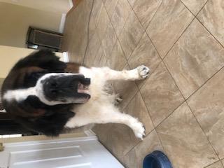 Sampson picture 2