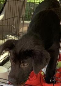 Black lab mix pups  black lab mix pups picture 1
