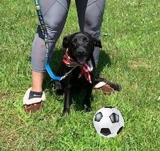 Black Lab puppies picture 3