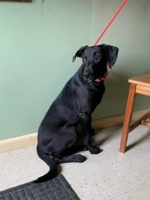 Black Lab puppies picture 2