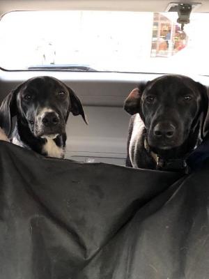 Black Lab puppies picture 1
