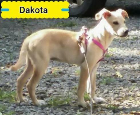 Dakota picture 1