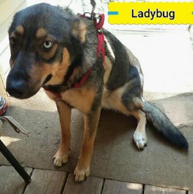 LadyBug picture 1