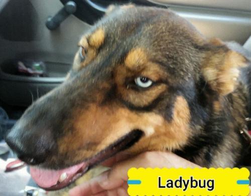 LadyBug picture 2