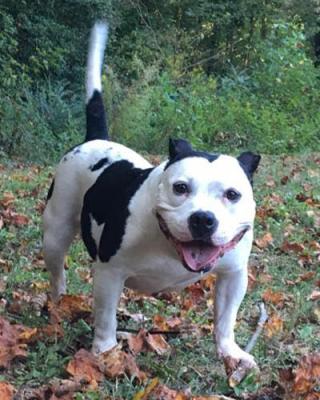 English bulldog English Bull dog picture 1