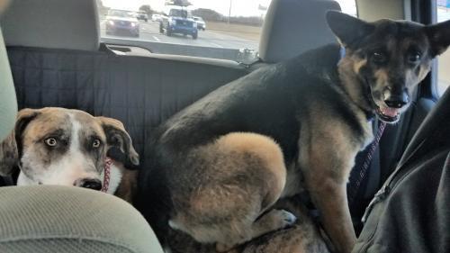 Two Loving Dogs picture 1