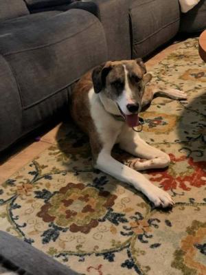 Two Loving Dogs picture 3