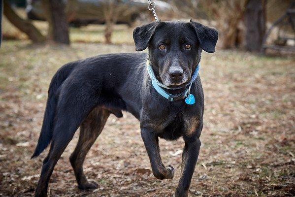 BLACK LABS, LABS in picture 2