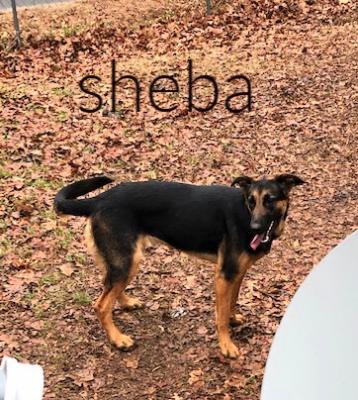 Sheba picture 1