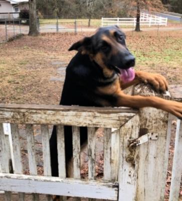 German shepherd, German shepherd picture 2