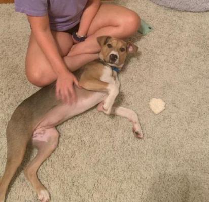 Piper picture 1