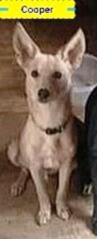 Cooper picture 1