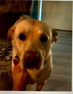 Bo picture 1