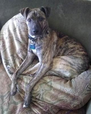 Zeus picture 1