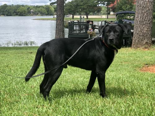 Mr Charlie picture 1