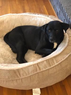 Mr Charlie picture 3