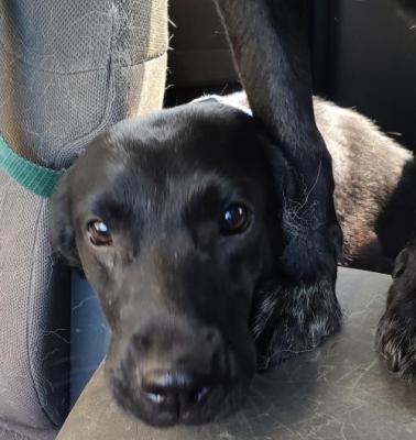 PIPER picture 2