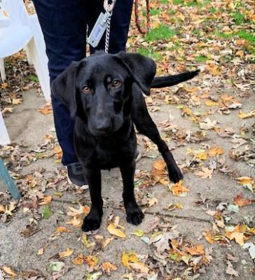 Lab pup, lab pup picture 2