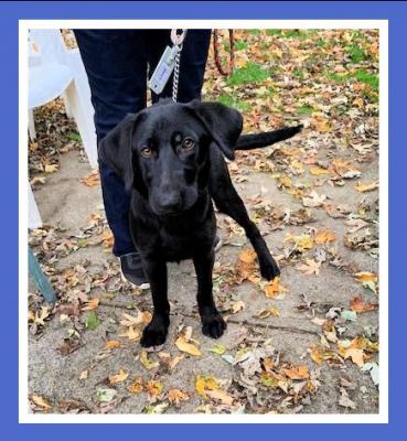 Lab pup, lab pup picture 1