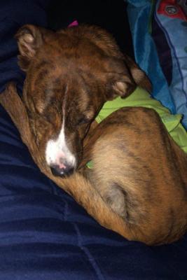 Piper picture 4