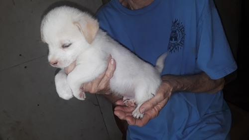 Sable picture 1