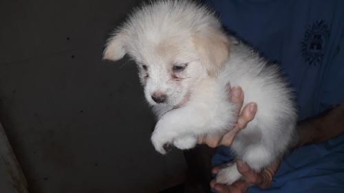 Sable picture 2