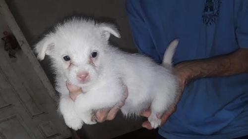 Sable - 16220917 | Animal Sanctuary Society, Inc Sable - 16220917 | Animal Sanctuary Society, Inc