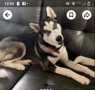 Taz picture 1