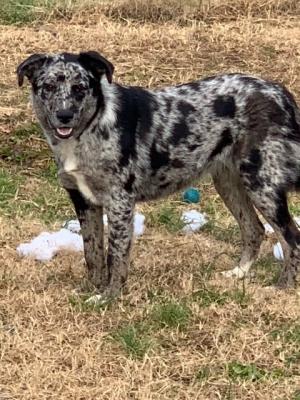 CATAHOULA, CATAHOULA picture 2